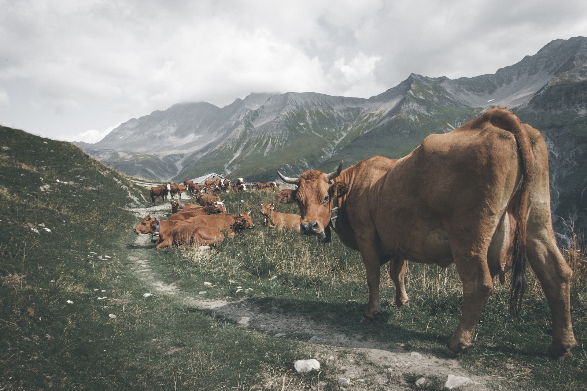 Italian cow staring looking over it's shoulder to stare at you. In the mountains. With a herd of cows littering the background.